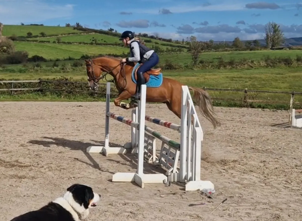 Absolute gem of a pony 🦄 - Image 2