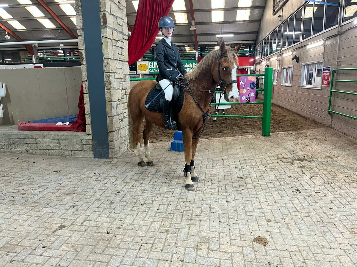 Absolute gem of a pony 🦄 - Image 1