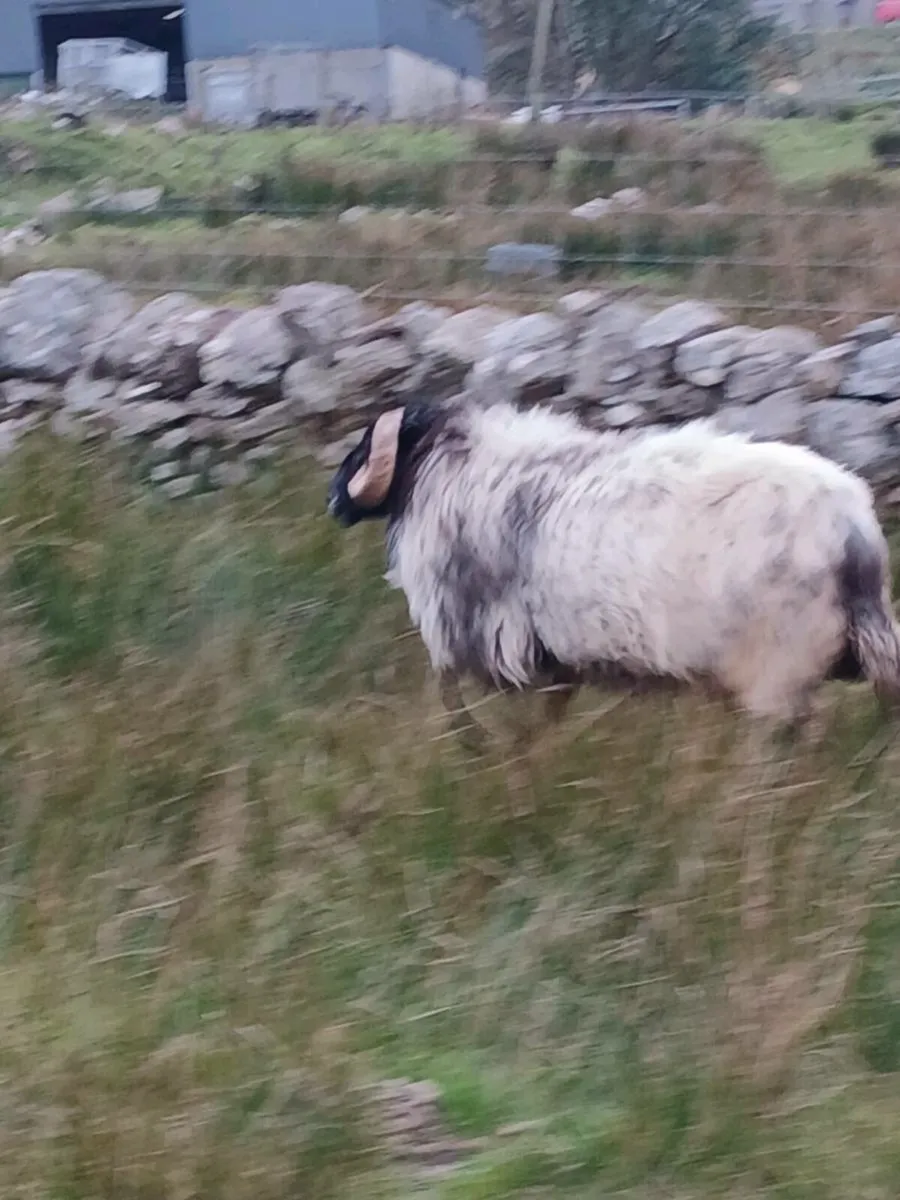 5 years old ram - Image 1