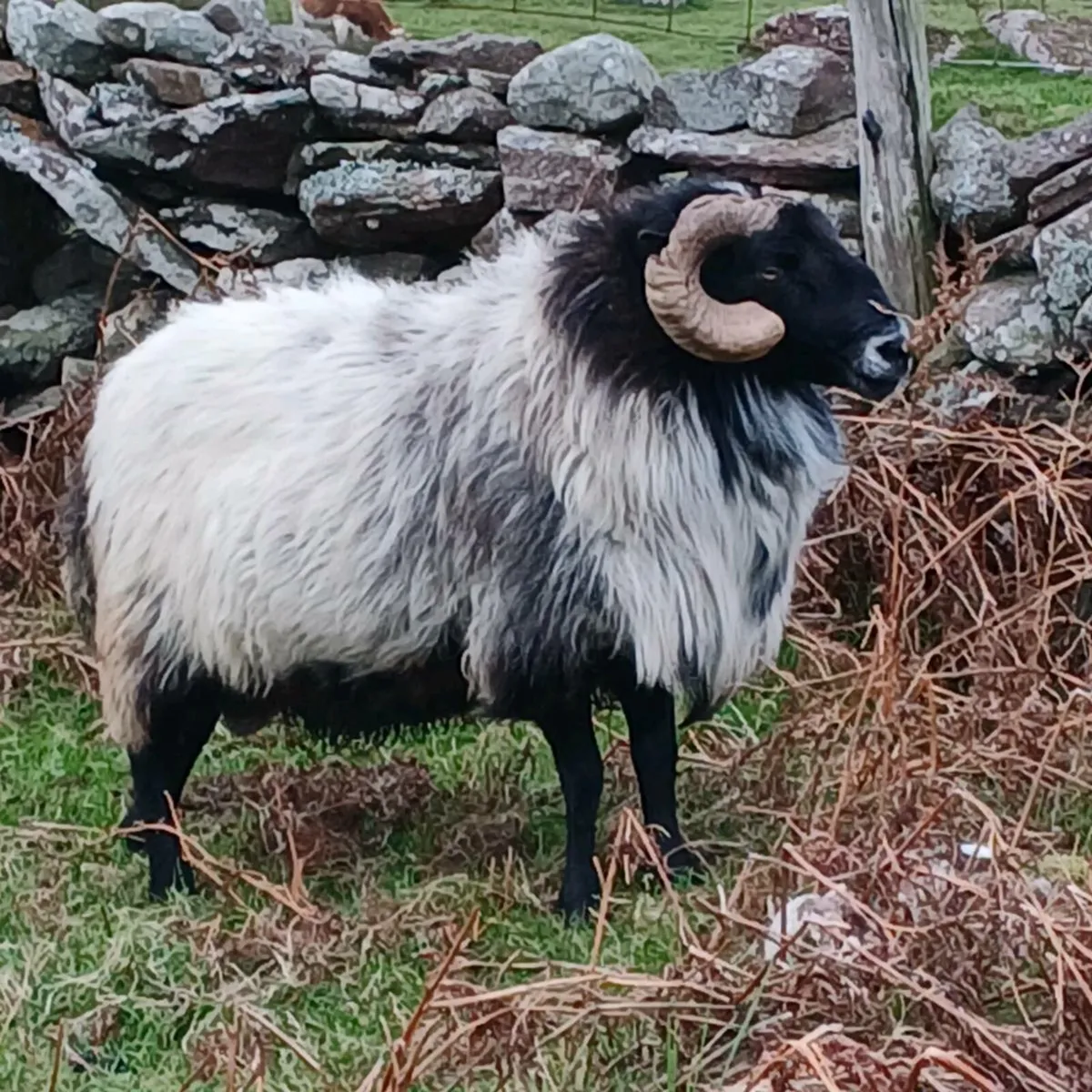 5 years old ram - Image 3