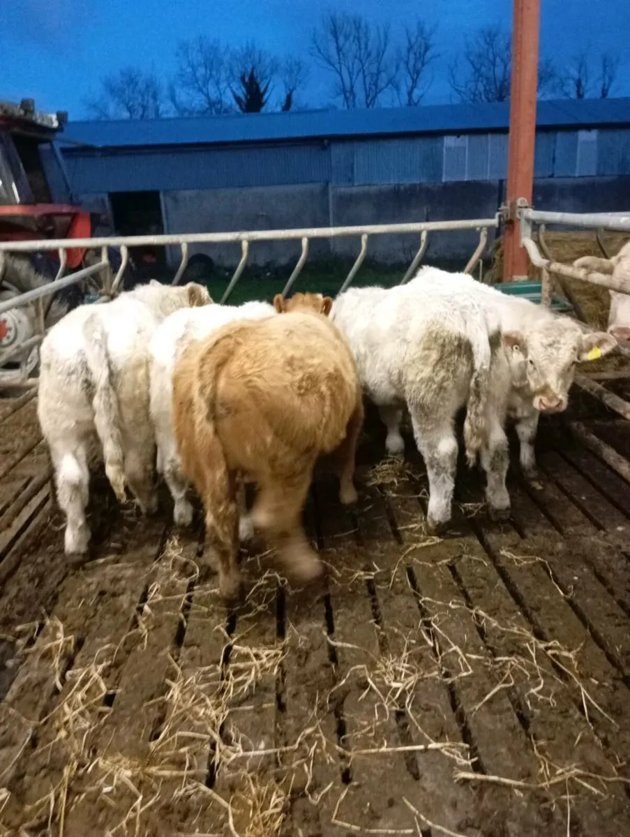 Pb charlaois Bulls - Image 1