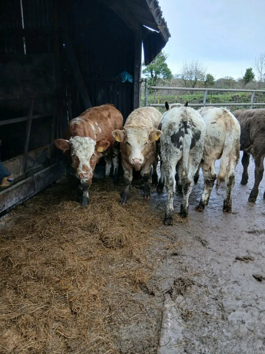 6 beef bred bulls - Image 1