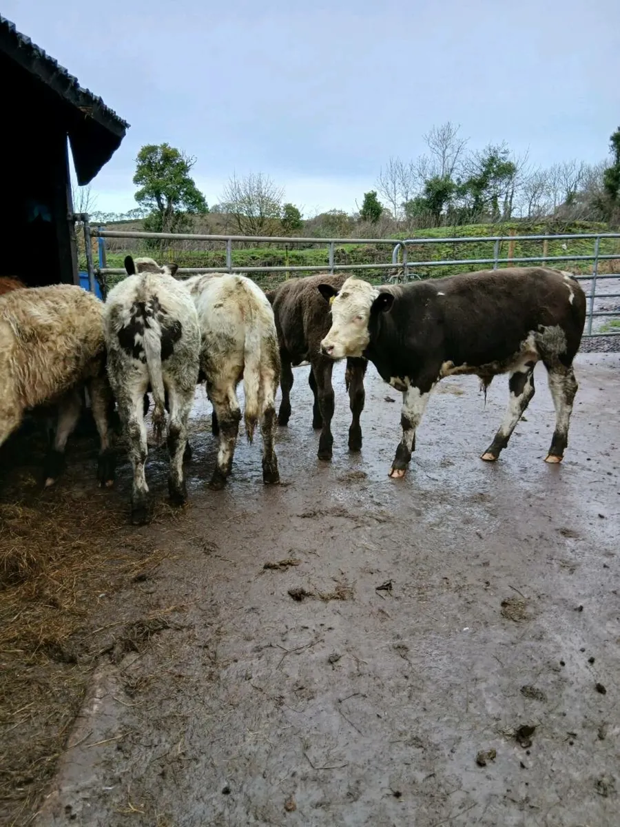 6 beef bred bulls - Image 2