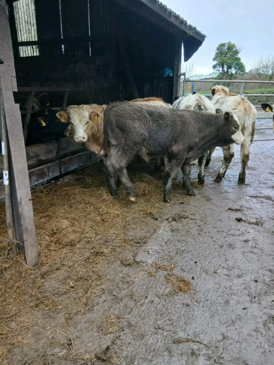 6 beef bred bulls - Image 3