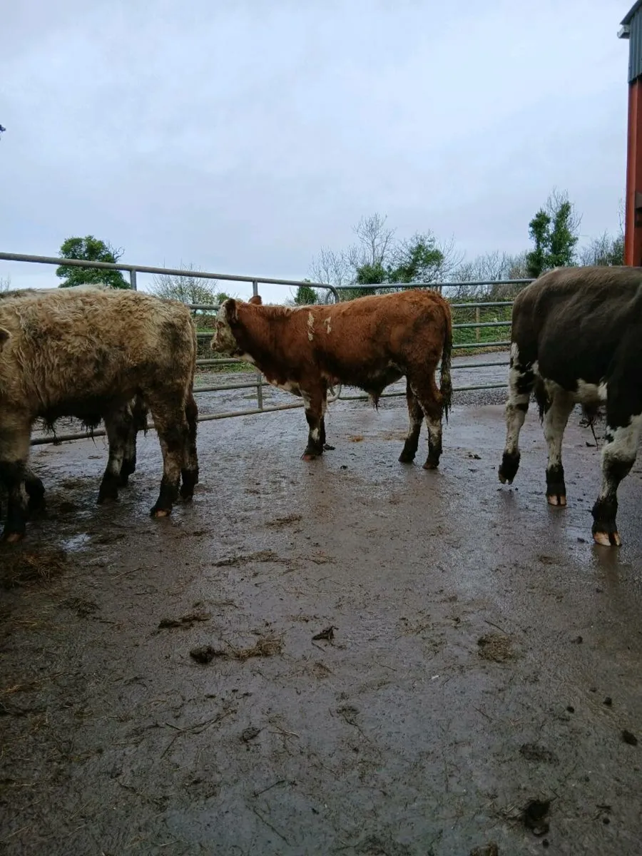 6 beef bred bulls - Image 4