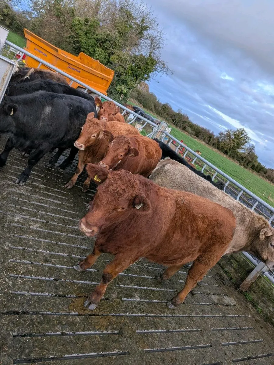 Organic Bullocks - Image 2