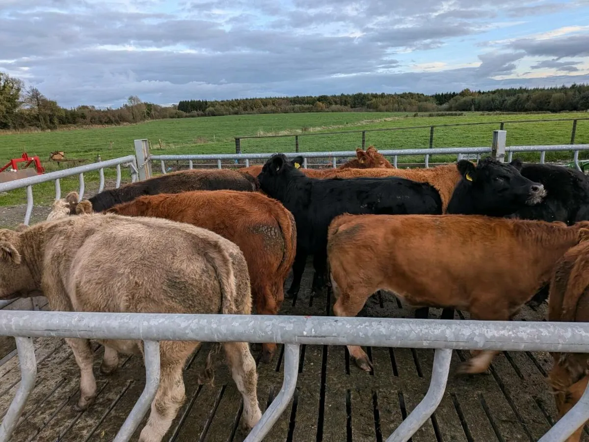 Organic Bullocks - Image 3