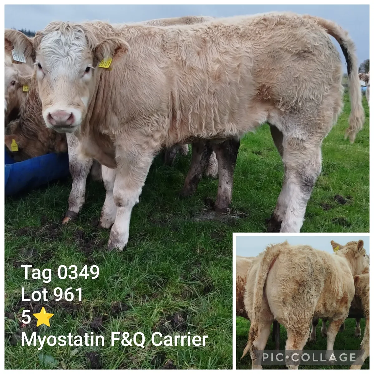 Weanling Heifers & Bulls 5⭐ Lots 961+ & 314+ - Image 1