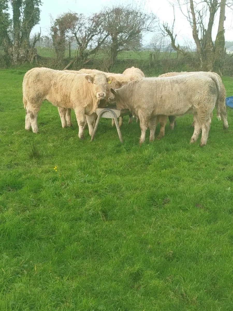 Weanling Heifers & Bulls 5⭐ Lots 961+ & 314+ - Image 2