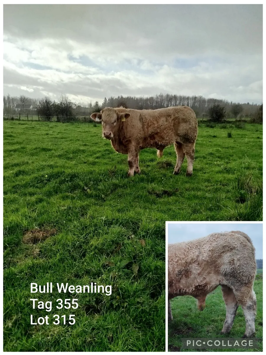 Weanling Heifers & Bulls 5⭐ Lots 961+ & 314+ - Image 3