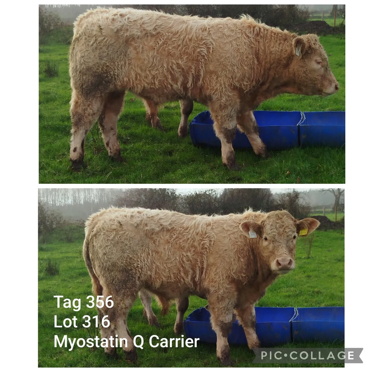 Weanling Heifers & Bulls 5⭐ Lots 961+ & 314+ - Image 4