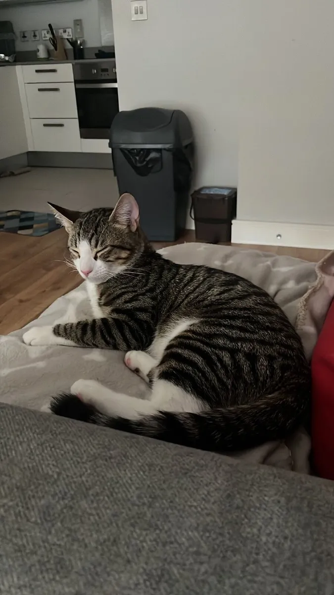Neo Cat - Image 1