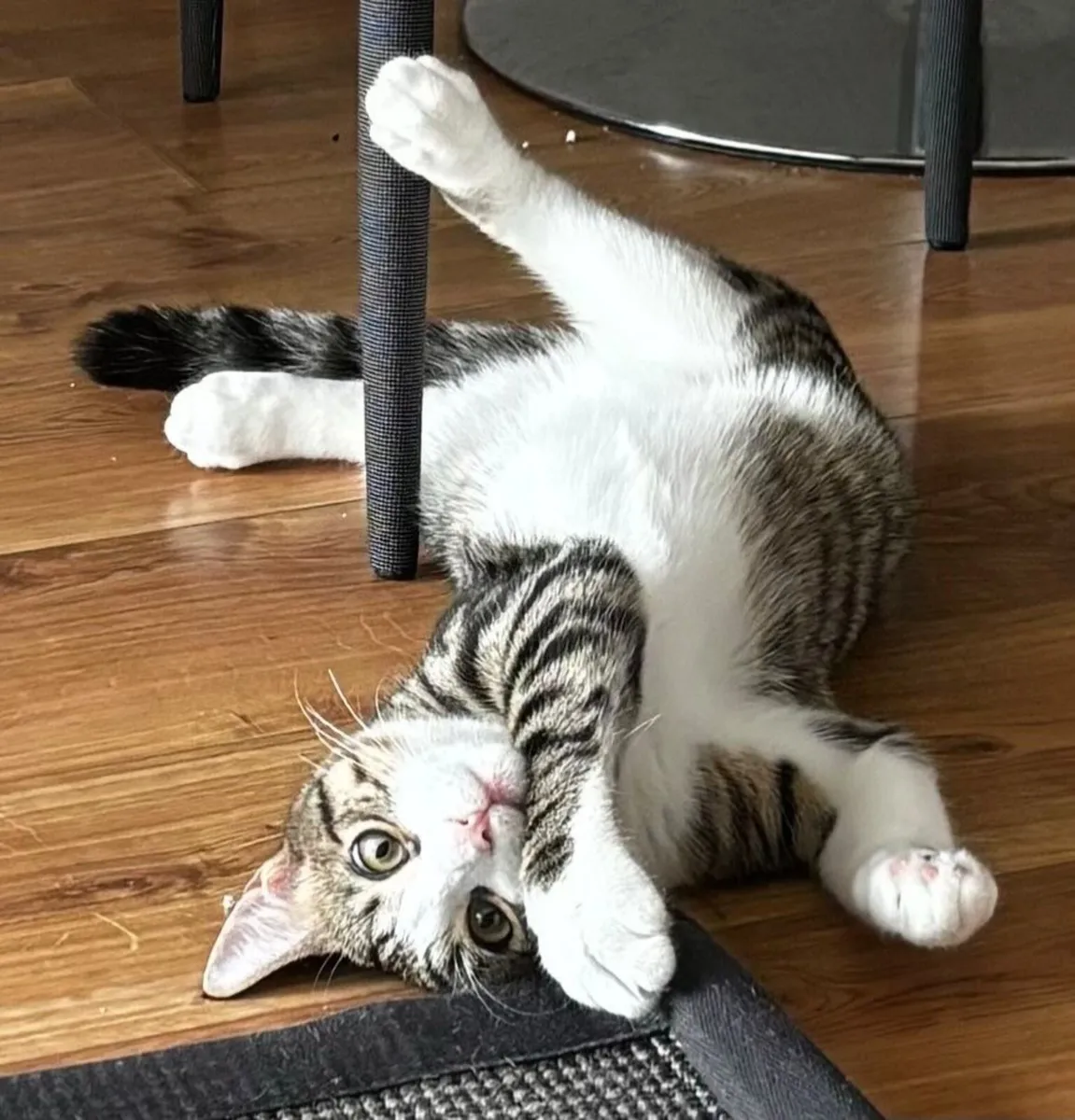 Neo Cat - Image 2