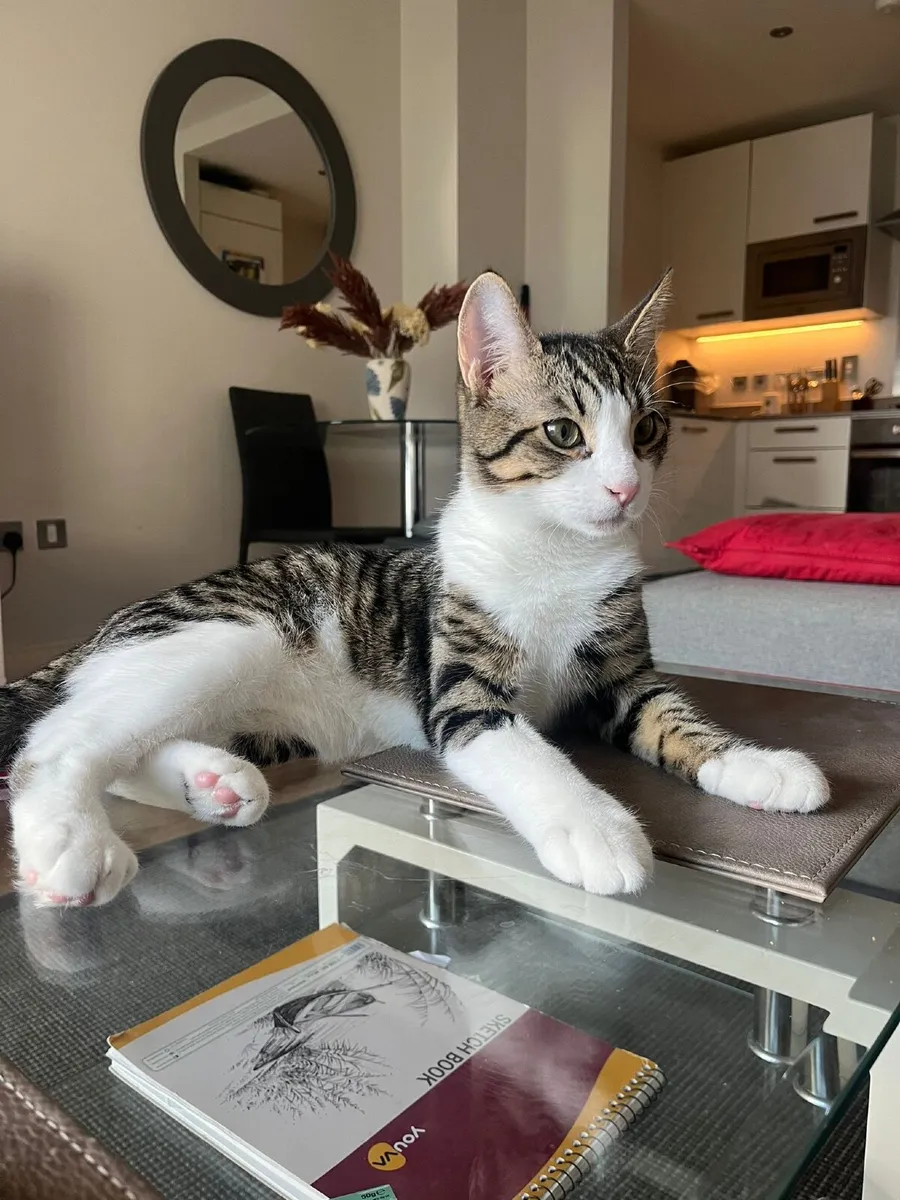 Neo Cat - Image 3