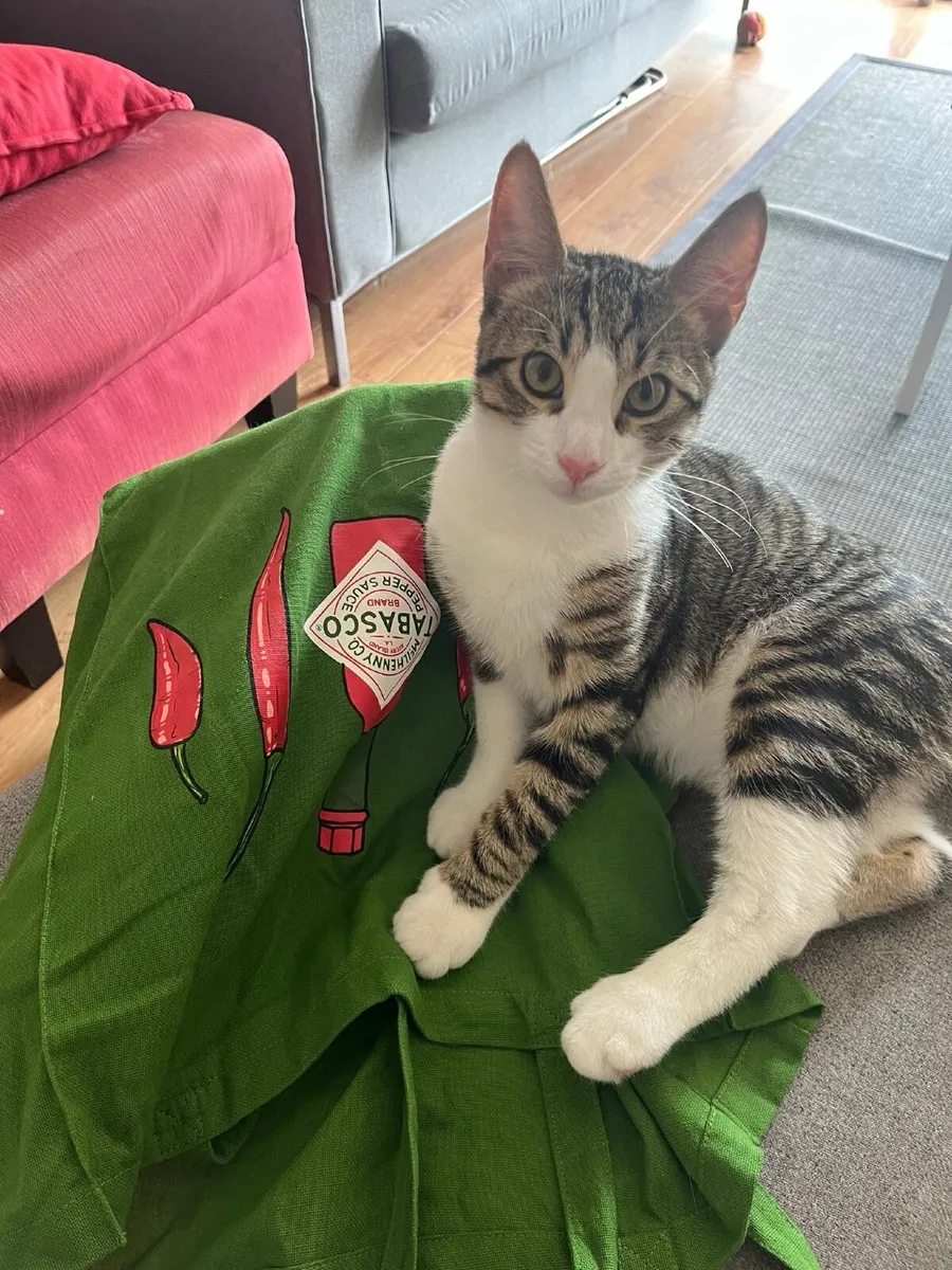 Neo Cat - Image 4