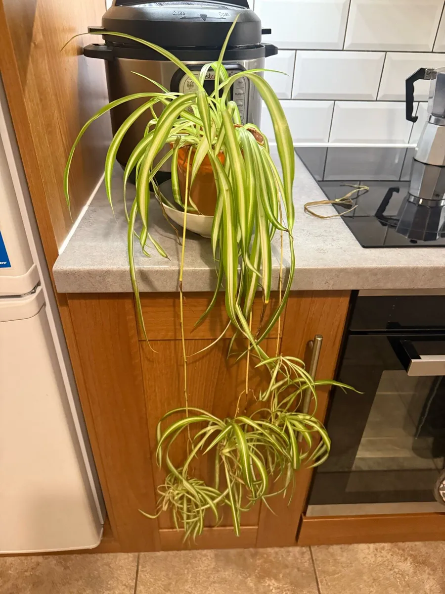 Spider Plant (Chlorophytum comosum) 🌿 - Image 1
