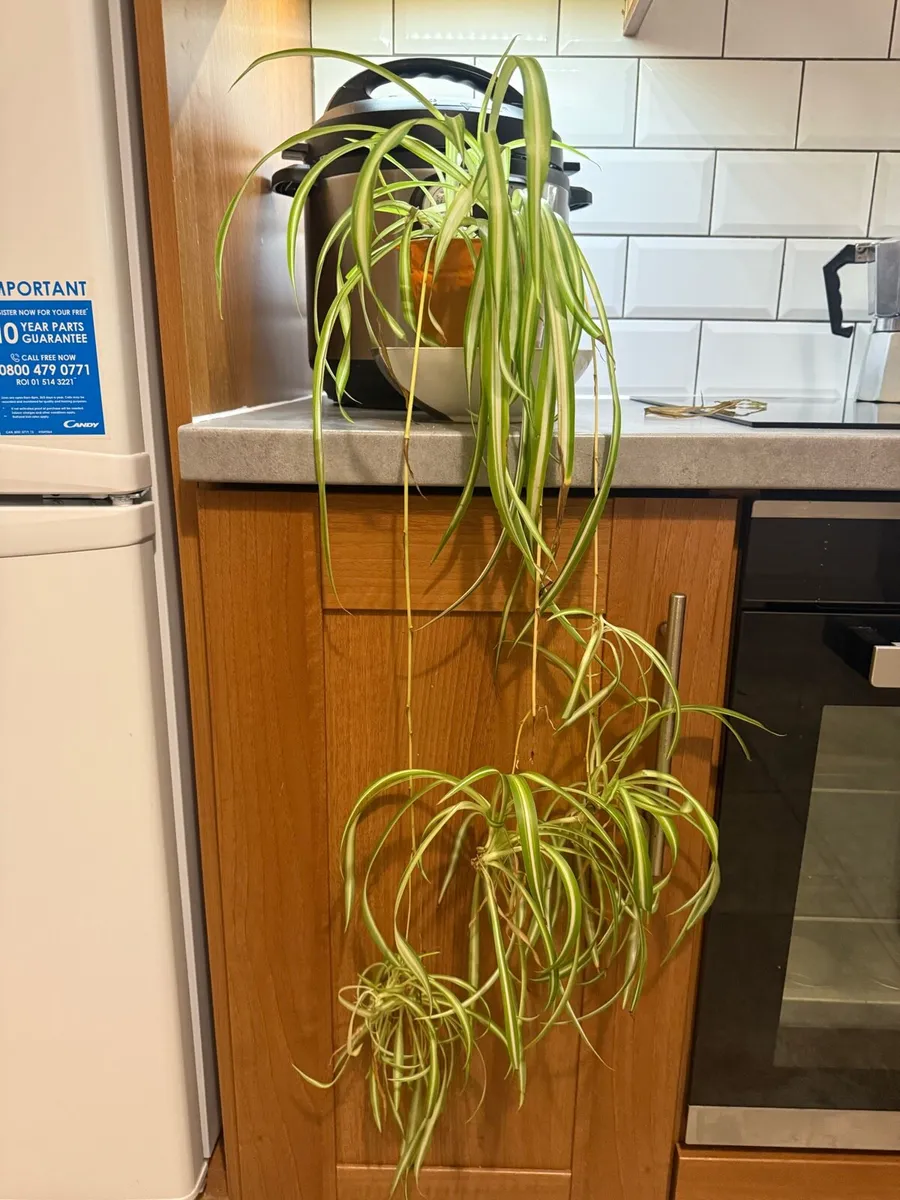Spider Plant (Chlorophytum comosum) 🌿 - Image 2