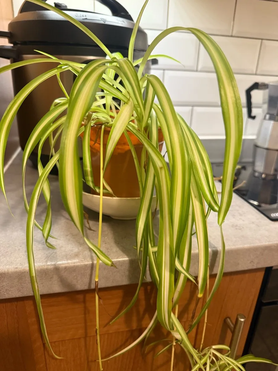 Spider Plant (Chlorophytum comosum) 🌿 - Image 3