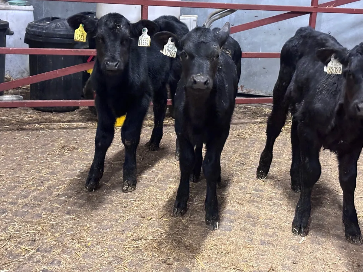 4 TOP QUALITY ABERDEEN ANGUS CALVES FOR SALE - Image 2