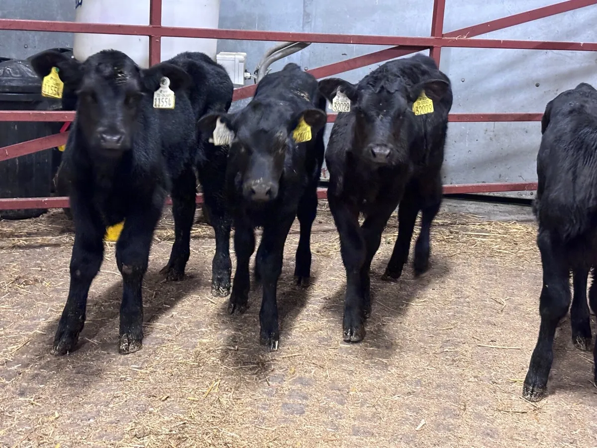 4 TOP QUALITY ABERDEEN ANGUS CALVES FOR SALE - Image 3