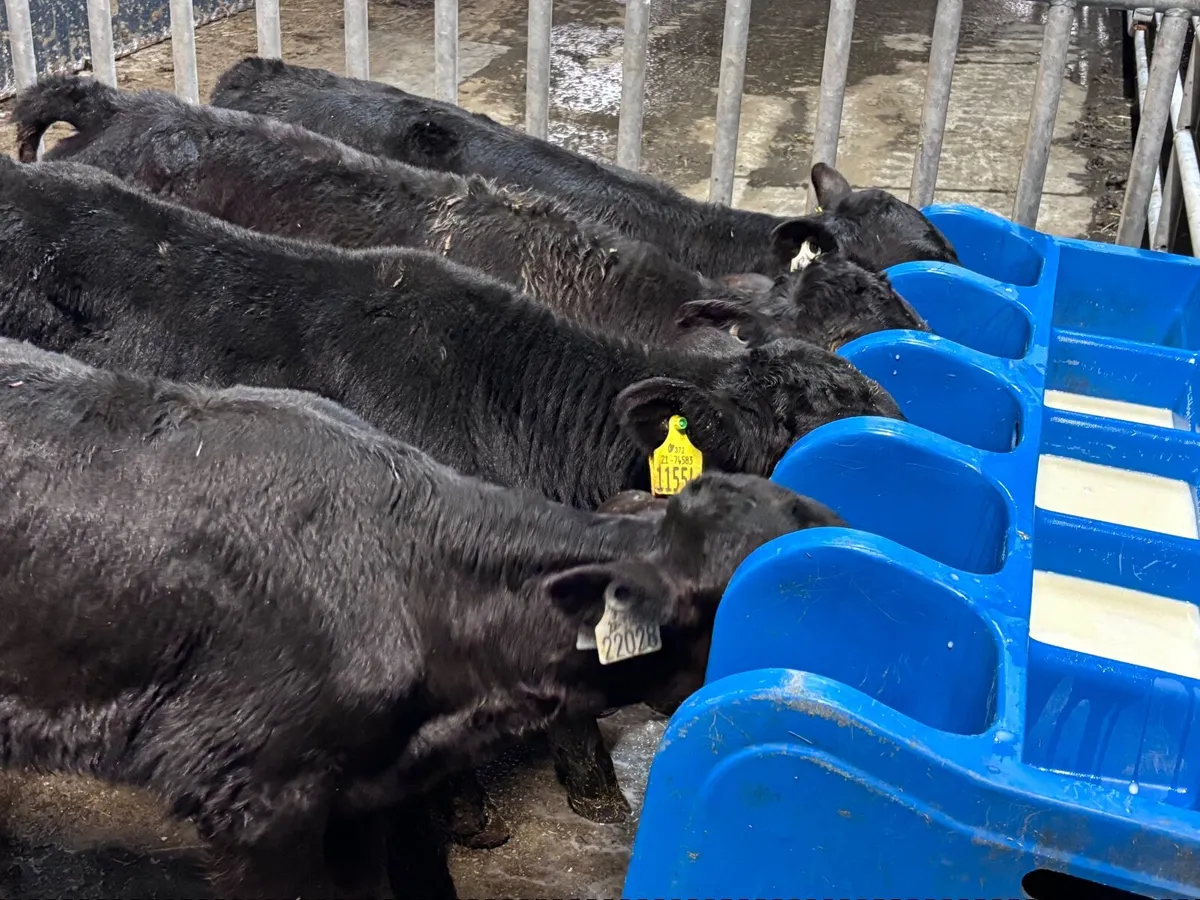 4 TOP QUALITY ABERDEEN ANGUS CALVES FOR SALE - Image 4
