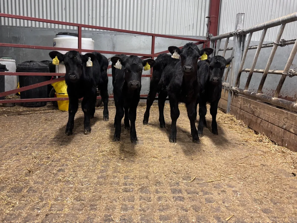 4 TOP QUALITY ABERDEEN ANGUS CALVES FOR SALE - Image 1