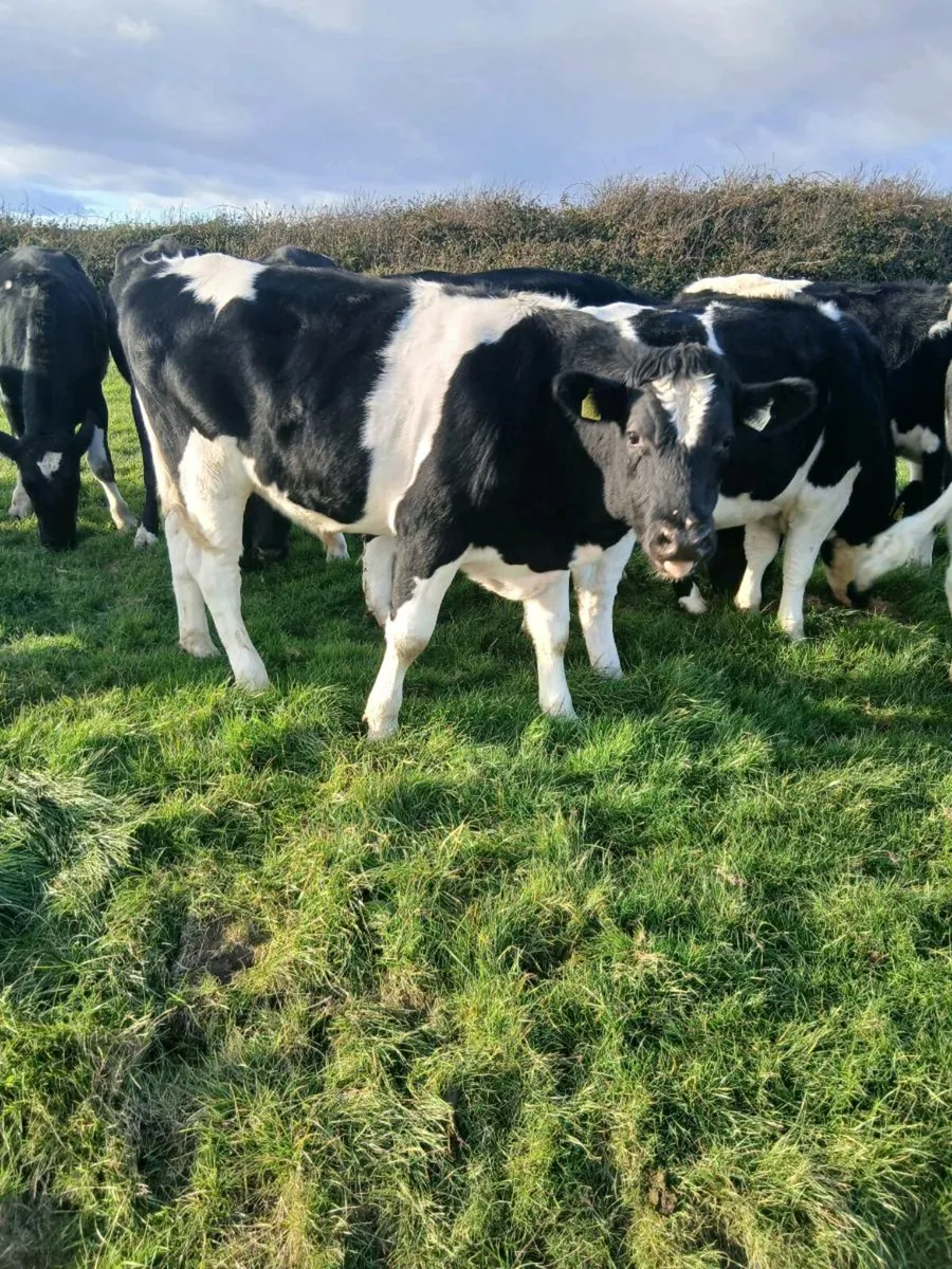 Friesian bullocks - Image 1