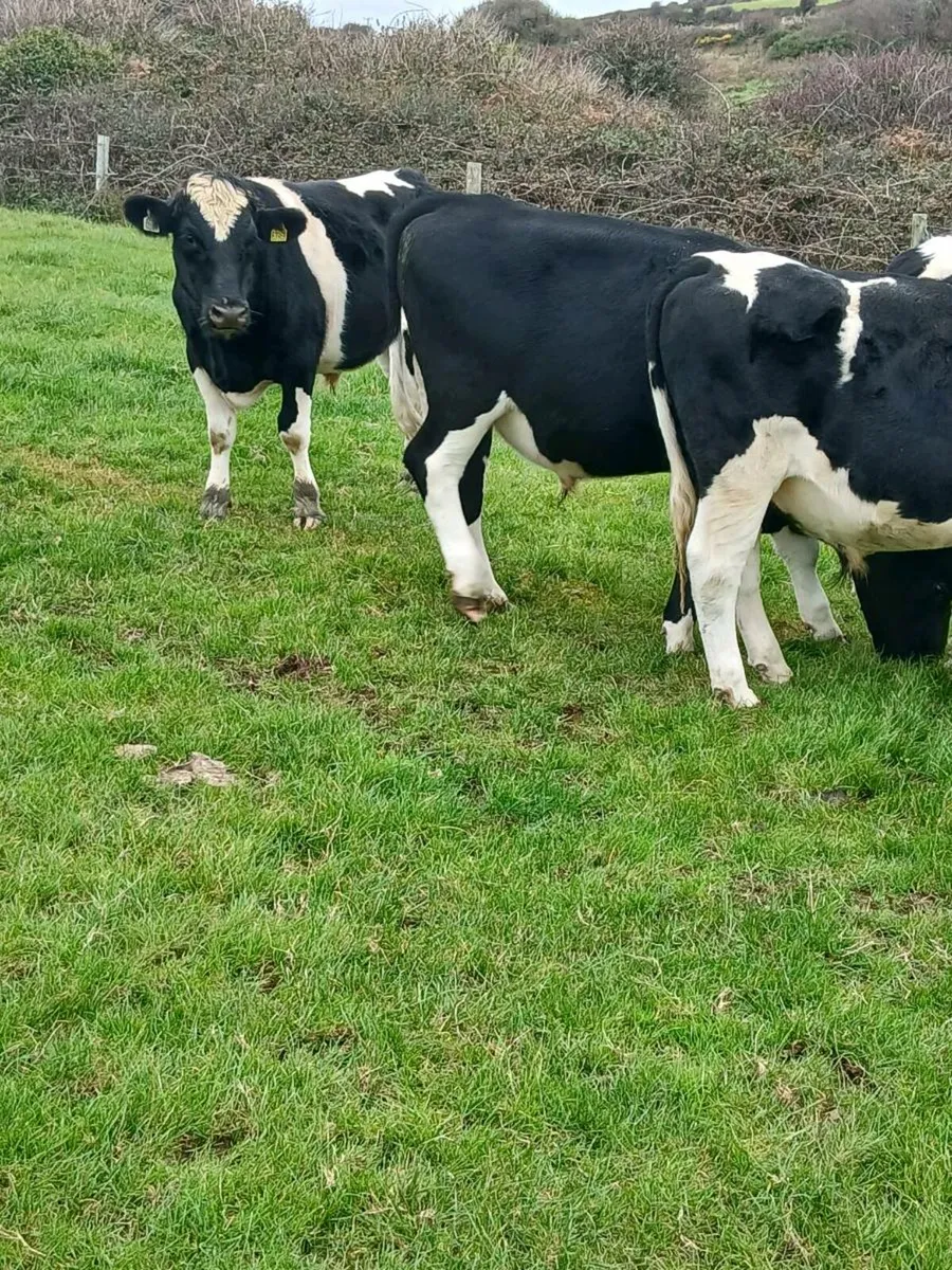 Friesian bullocks - Image 2