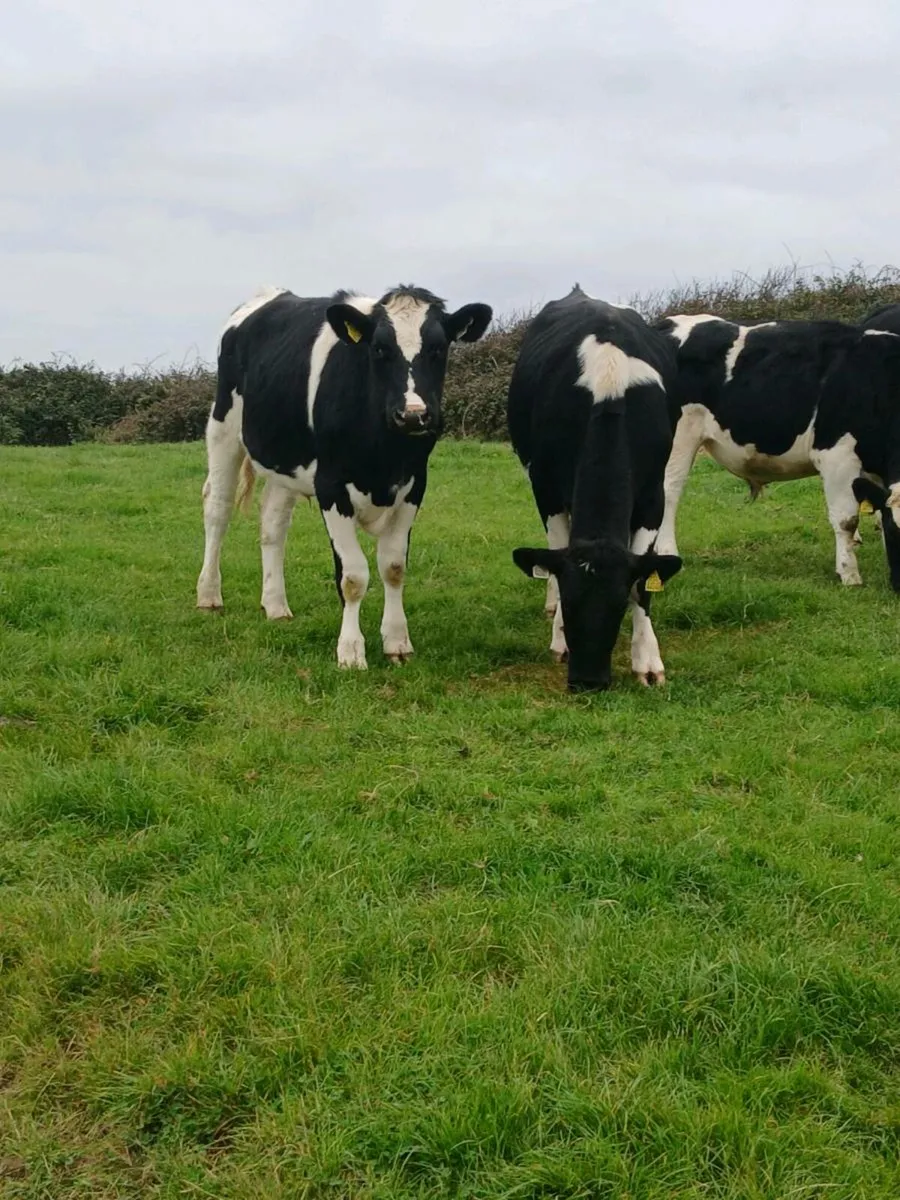 Friesian bullocks - Image 3