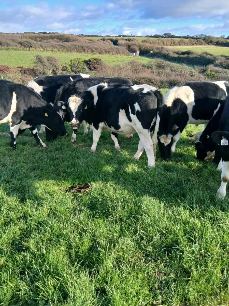 Friesian bullocks - Image 4