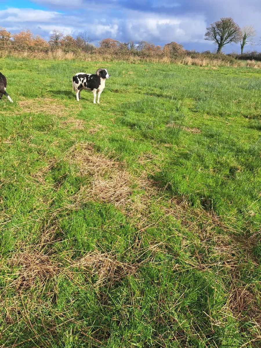 pedigree jacob ram - Image 4