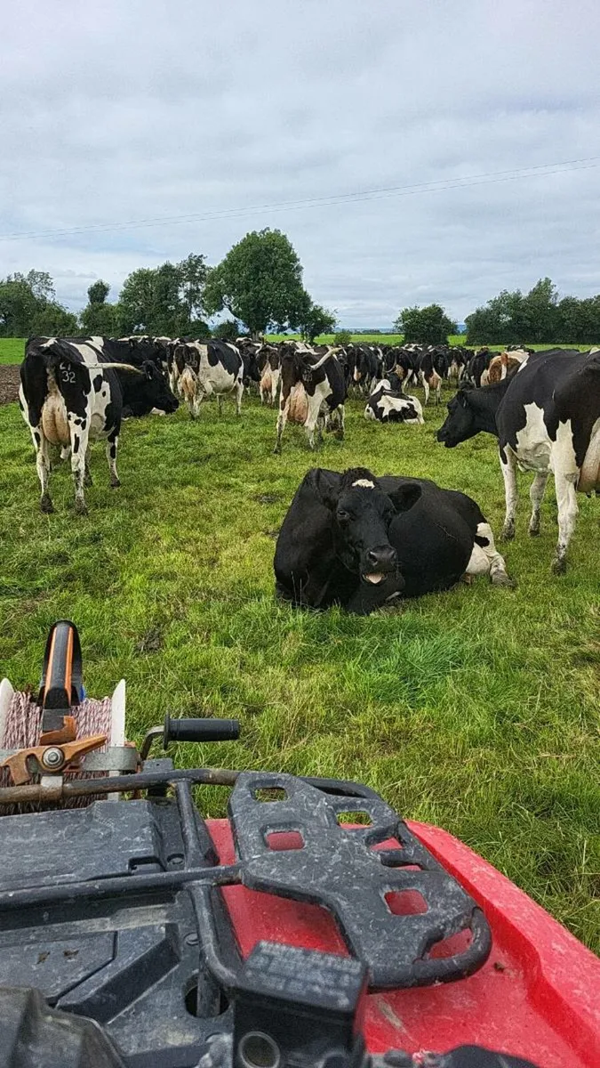 Cow's - Image 1