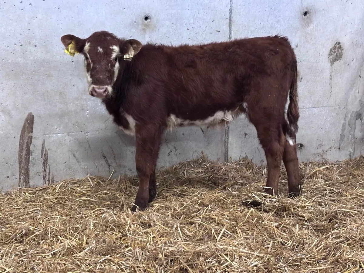 Limision heifer runner for sale - Image 1