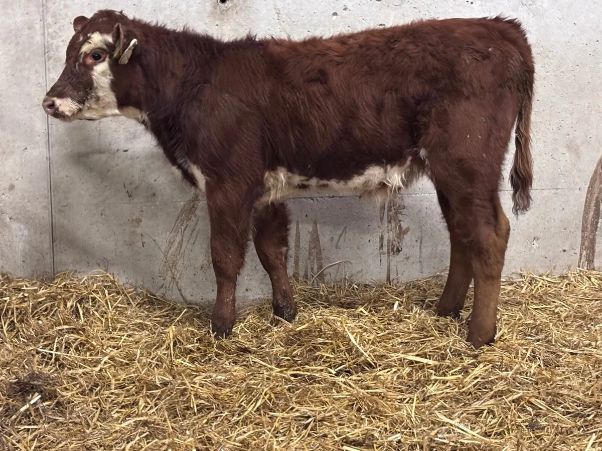 Limision heifer runner for sale - Image 2