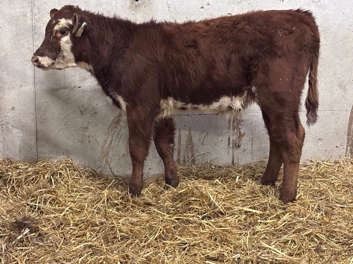 Limision heifer runner for sale - Image 3