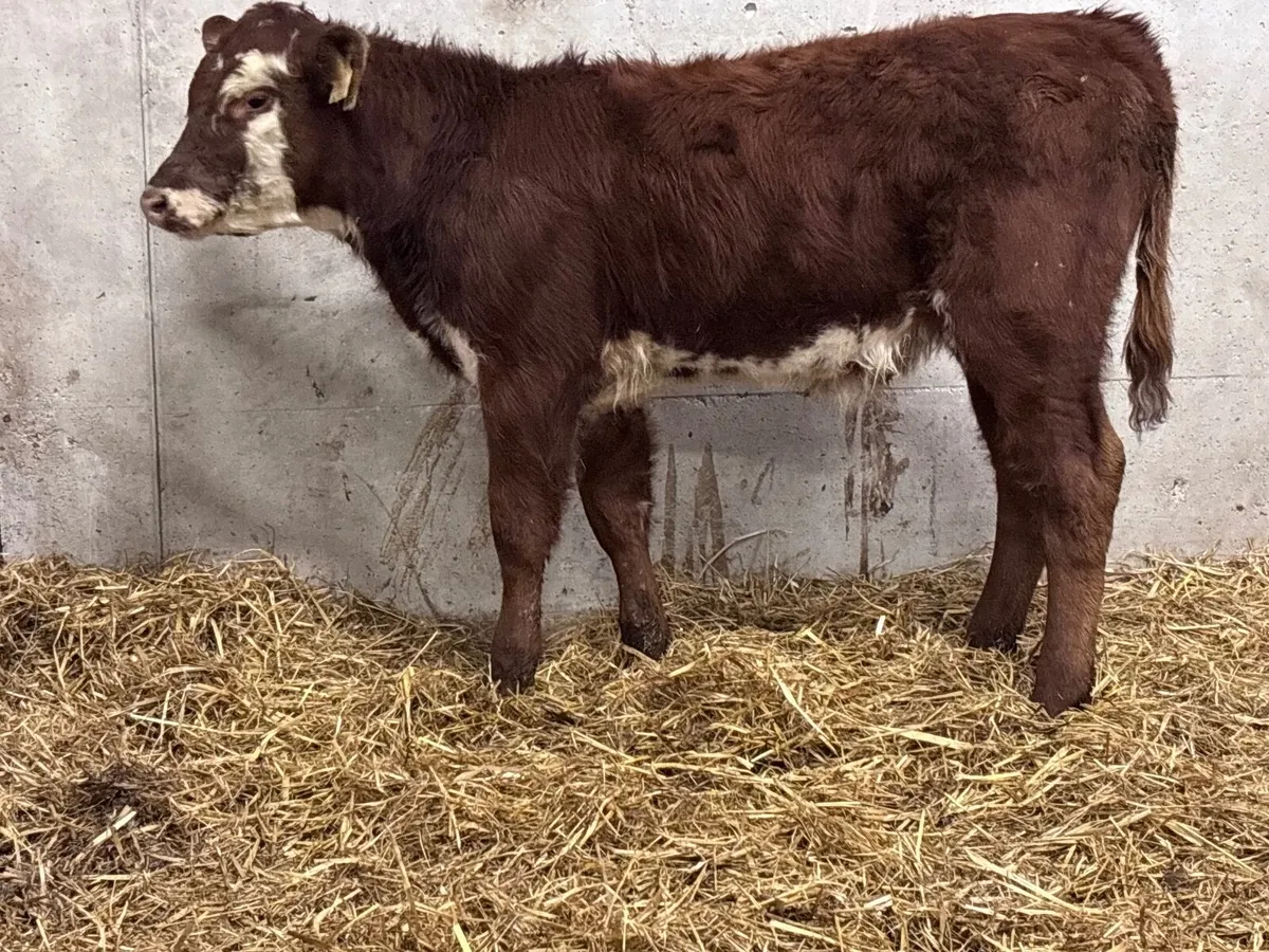 Limision heifer runner for sale - Image 4