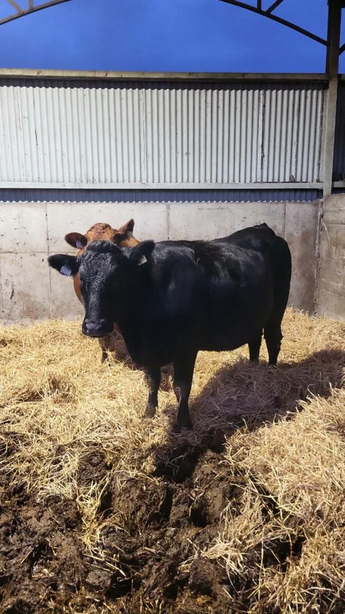 Cow's - Image 2