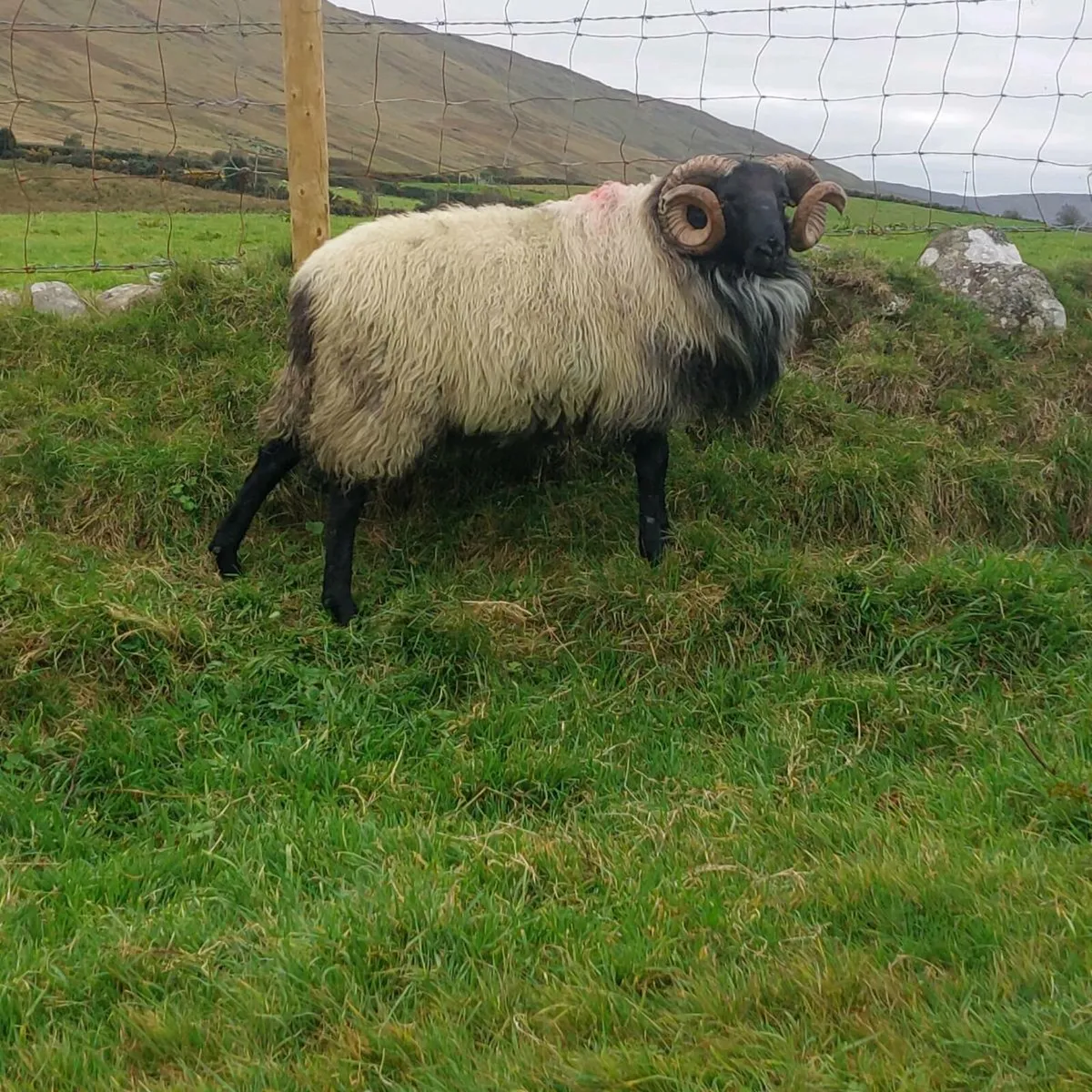 MAYO BLACKFACE RAM HOGGET - Image 3