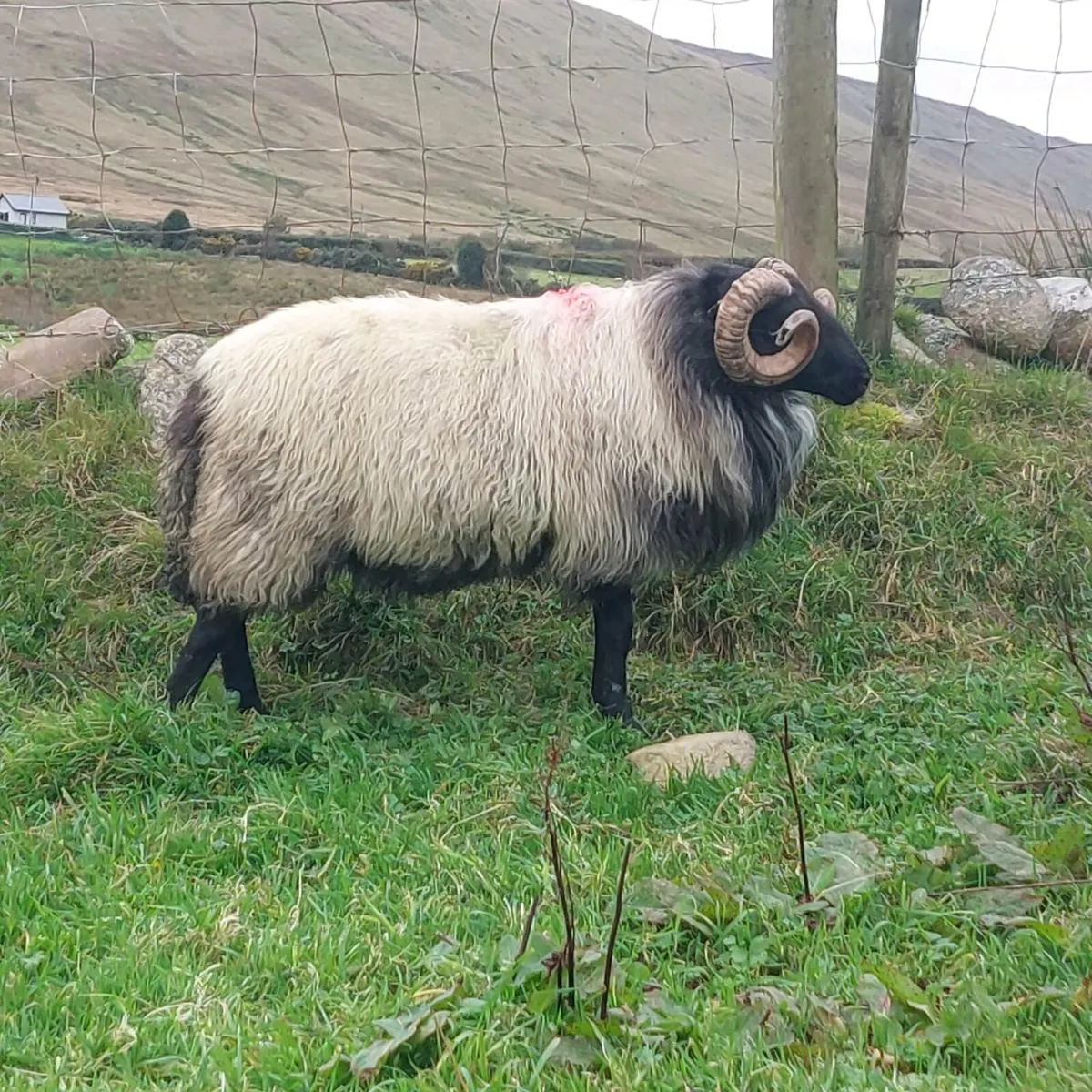 MAYO BLACKFACE RAM HOGGET - Image 1