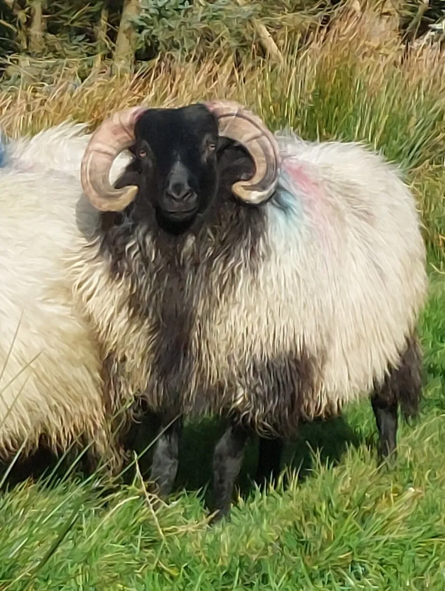 "SIS APPROVED "MAYO BLACKFACE RAM LAMBS - Image 2