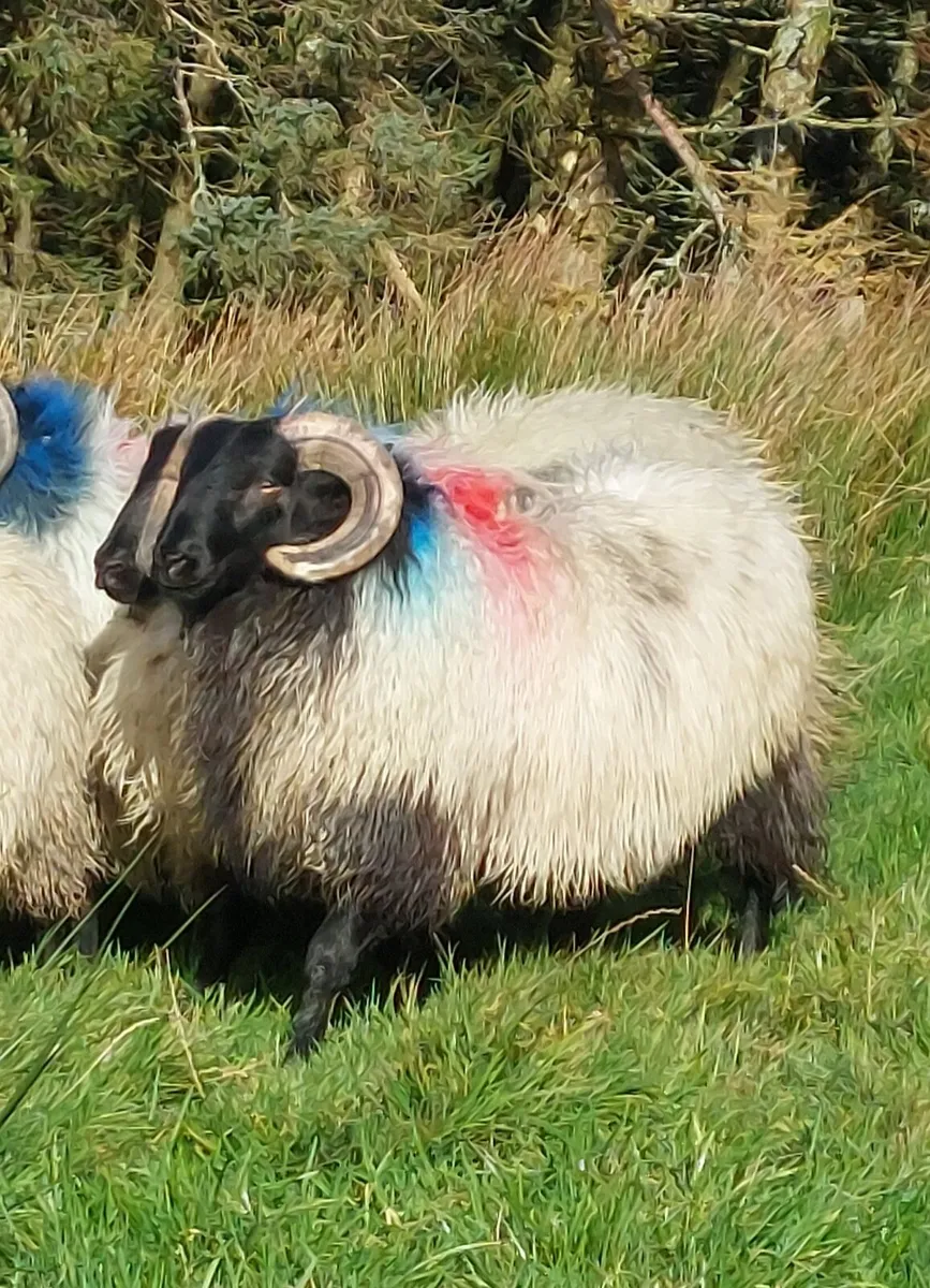 "SIS APPROVED "MAYO BLACKFACE RAM LAMBS - Image 3