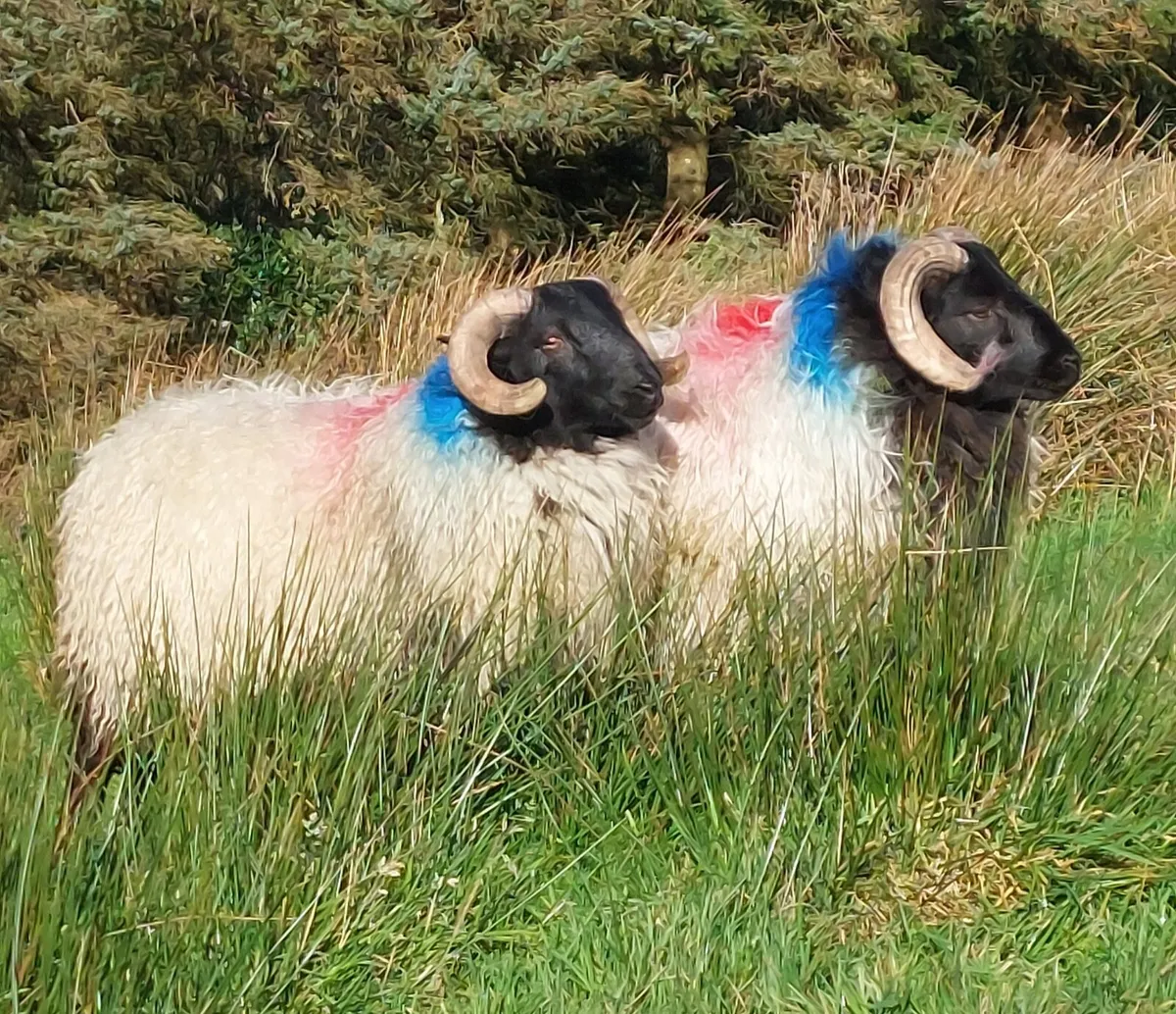 "SIS APPROVED "MAYO BLACKFACE RAM LAMBS - Image 4