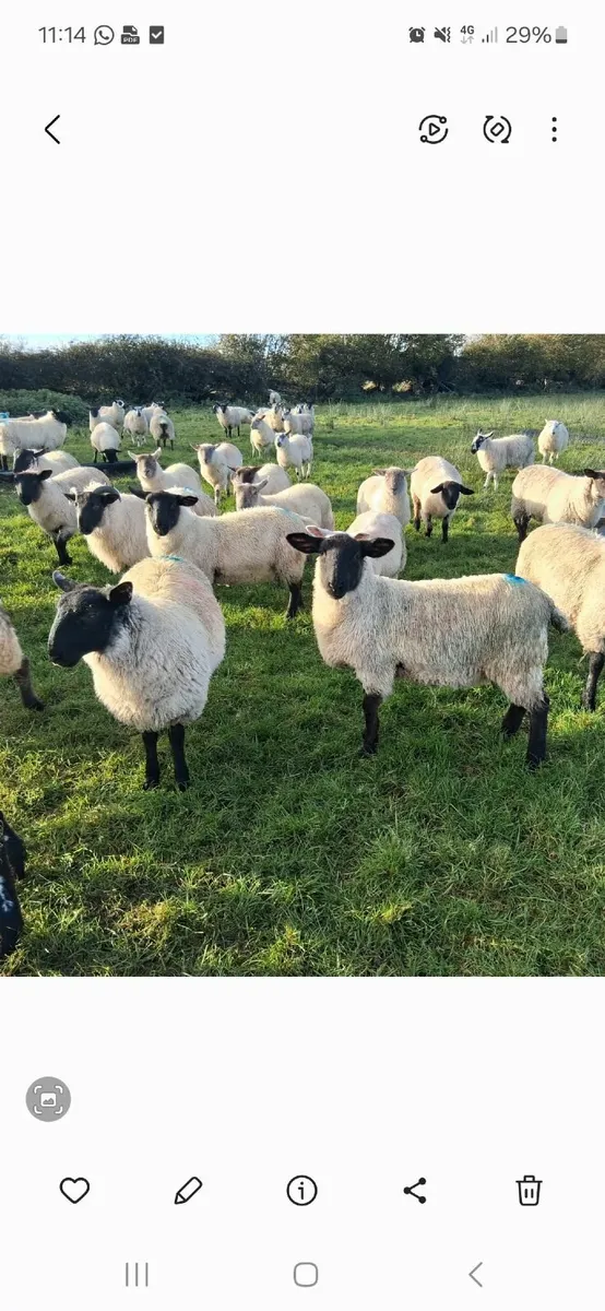 Organic Lambs For Sale - Image 2