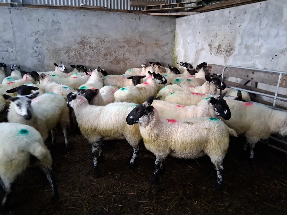 Organic Lambs For Sale - Image 3