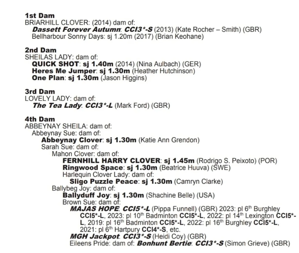 Colt foal Kings Cornet x Try Time x Clover Hill - Image 2
