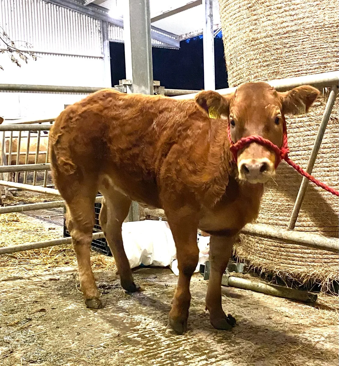 💥💥Super roan cow for Elphin mart Monday 27th💥💥 - Image 4