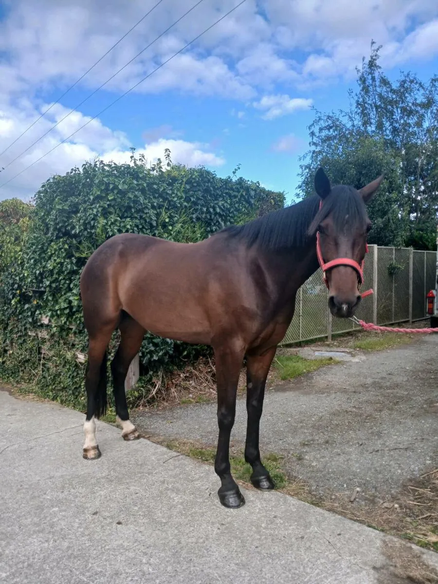 Horse - Image 1