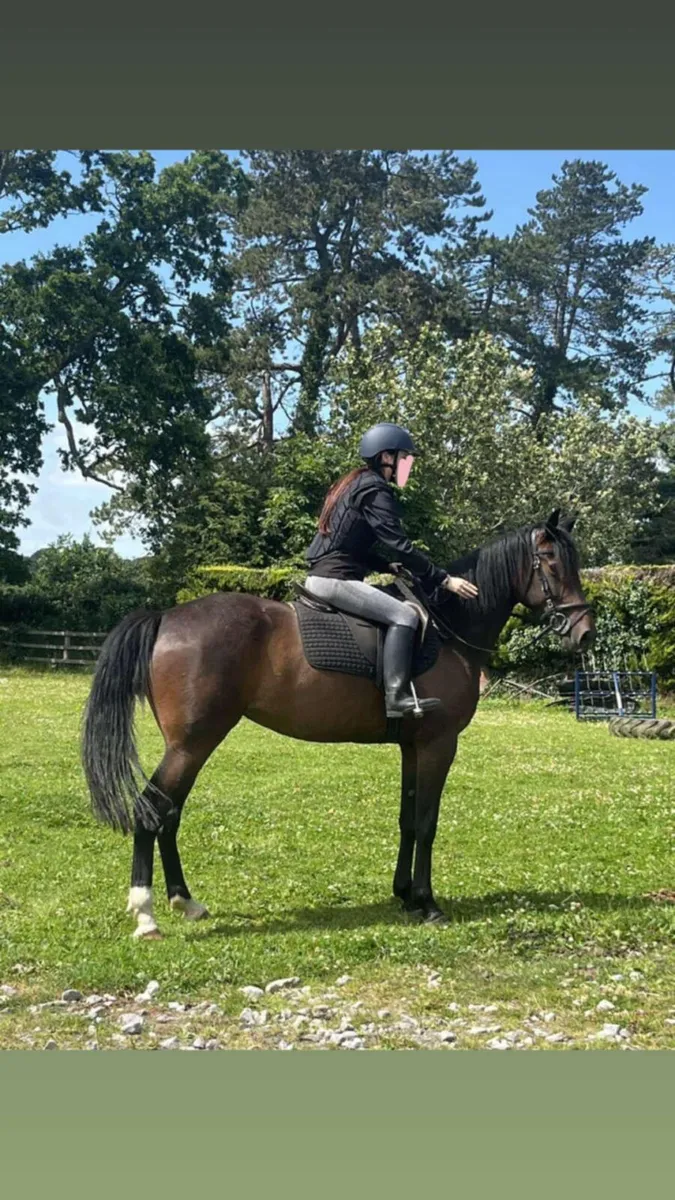 Horse - Image 2