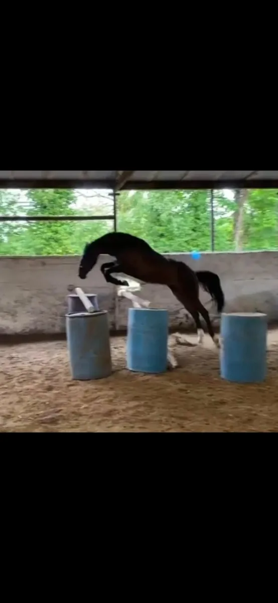Horse - Image 3