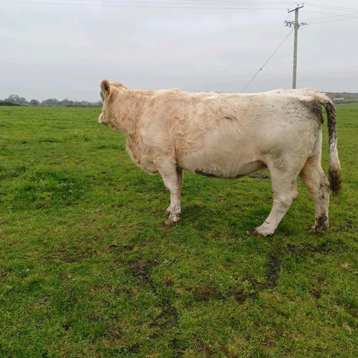 Pbr charolais incalf cow - Image 1